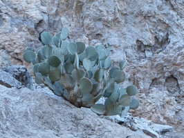 Cactus in stone